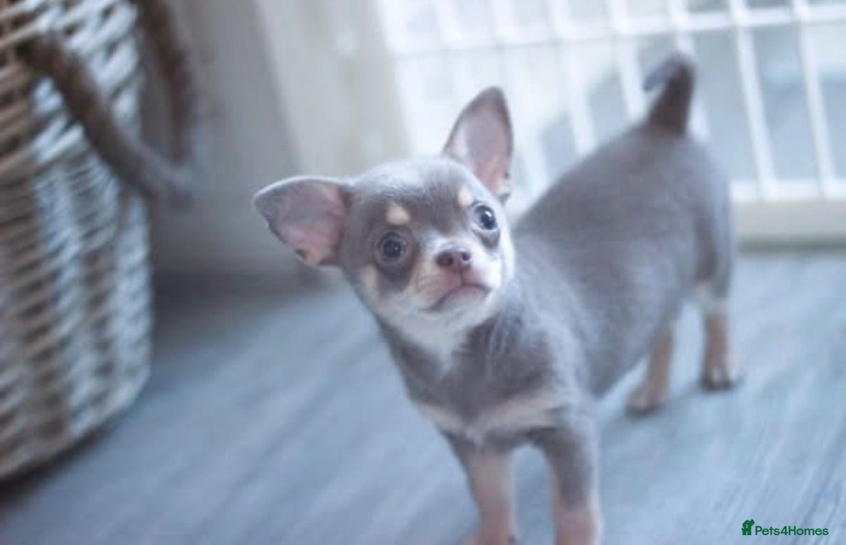 Chihuahua dogs Quality KC Registered chihuahua puppies - Advert 1