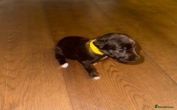 Mixed Breed dogs for sale: Stunning F1 Beddy Whippet Pups — Hearts Will Melt - Advert 24