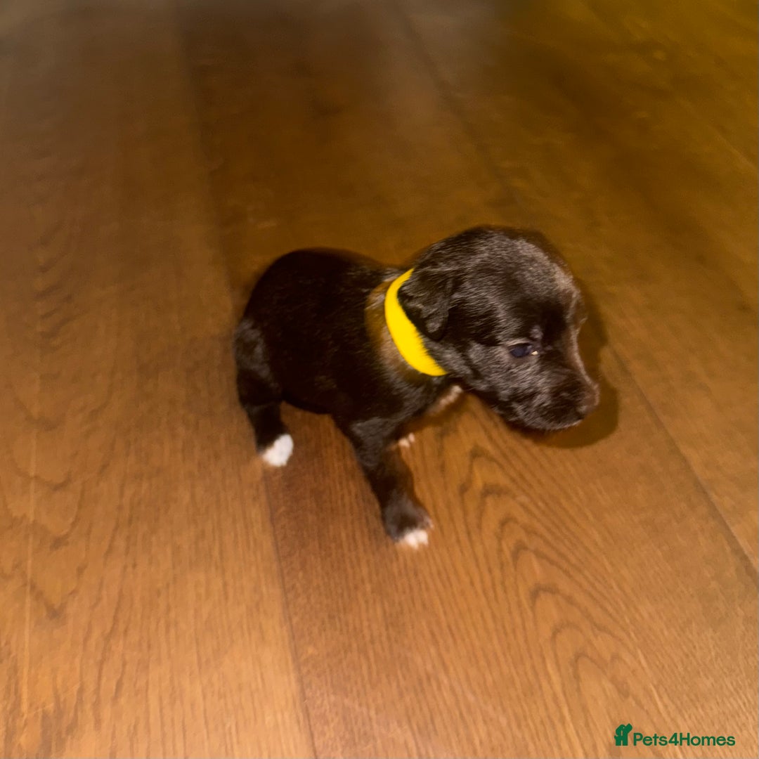 Mixed Breed dogs for sale: Stunning F1 Beddy Whippet Pups — Hearts Will Melt - Advert 24