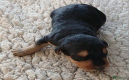 Airedale Terrier dogs for sale: Beautiful Airedale pups - Image 5
