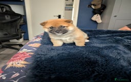 Japanese Shiba Inu dogs for sale: Lovely Shiba Inu Puppies, Last One Left - Advert 8
