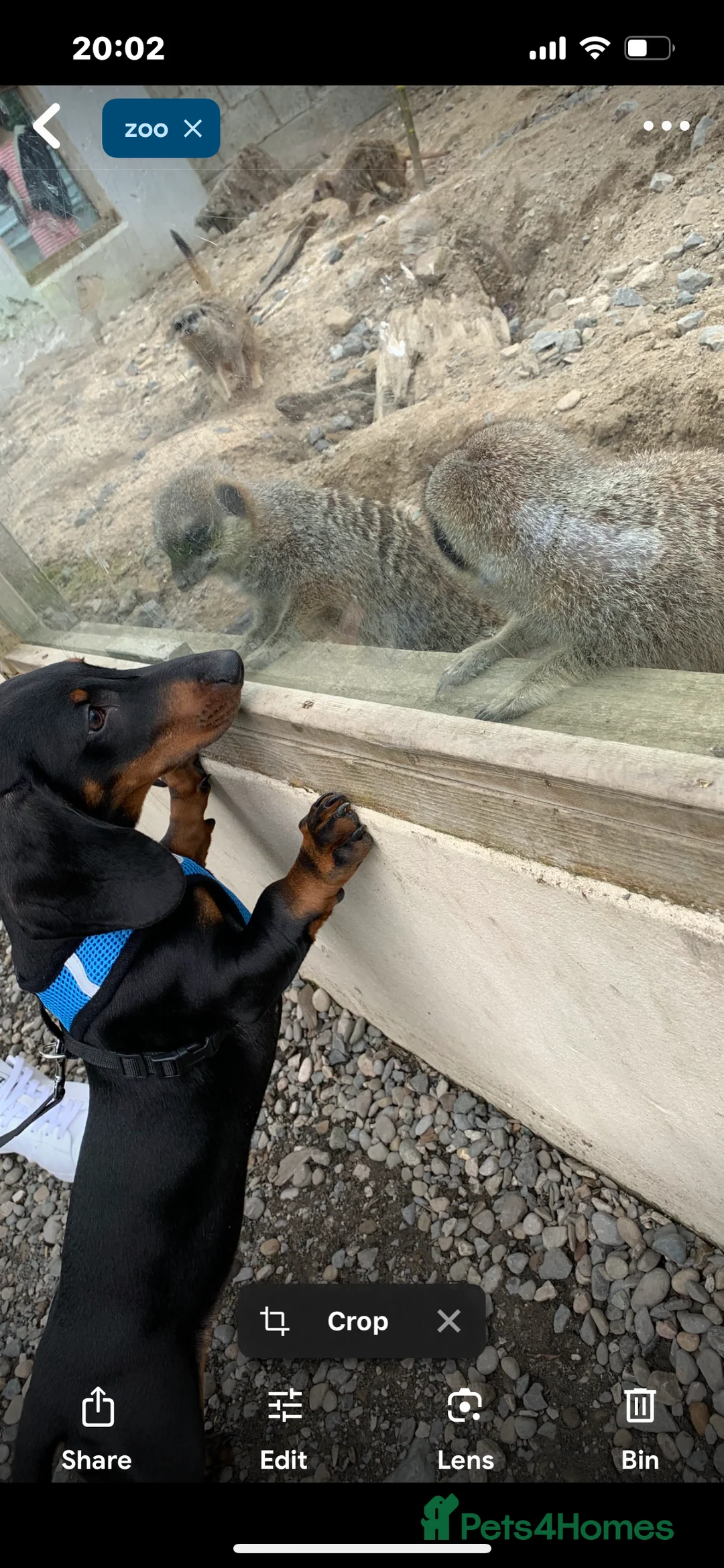 Dachshund dogs for sale: 4 year old male dachshund needs a home  - Advert 4