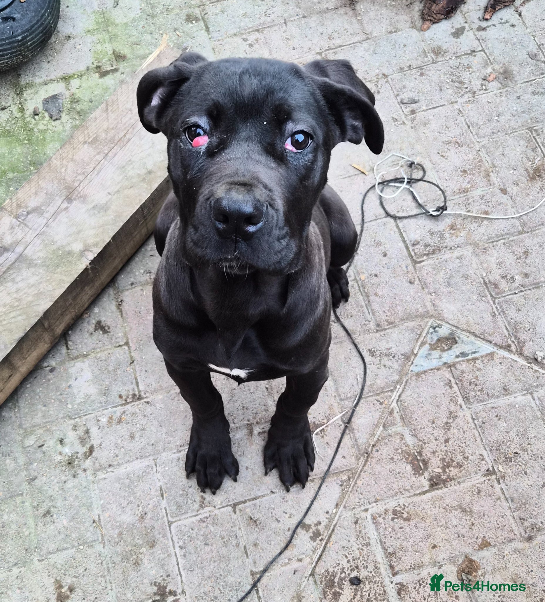 Cane Corso dogs Female cane corso - Advert 1