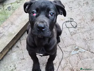 Cane Corso dogs Female cane corso - Advert 1