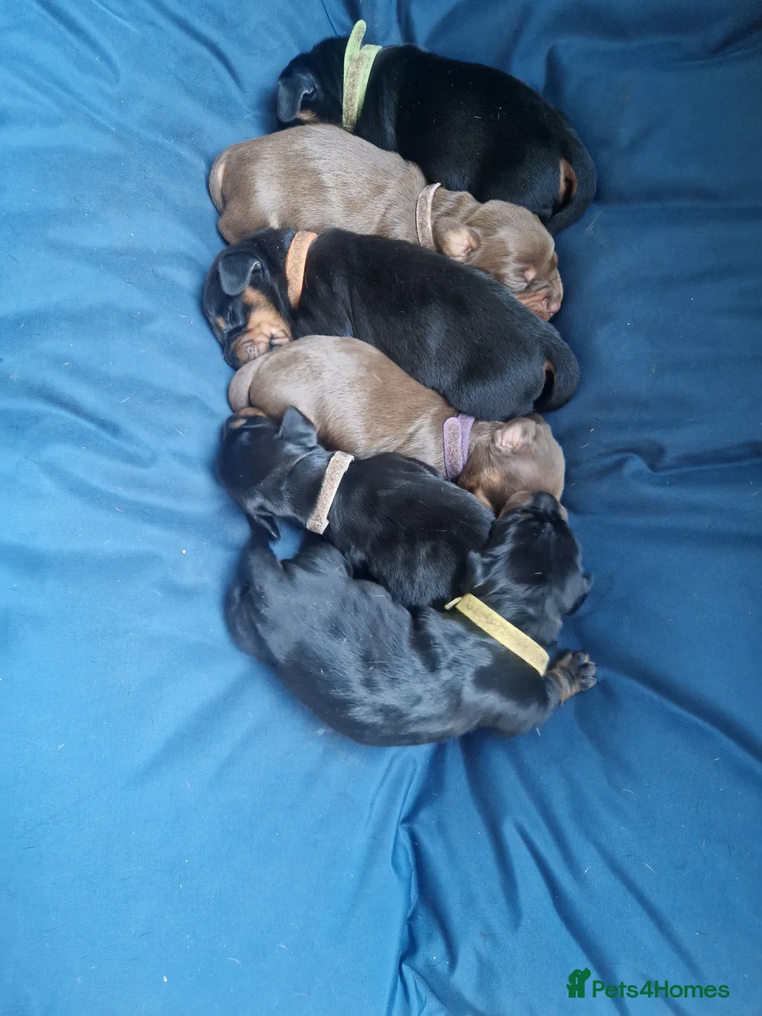 Dachshund dogs for sale: 5 Beautiful Short-Haired Dachshund Puppies in Grantham - Advert 11