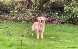 Golden Retriever dogs for stud: Dexx’s looking for a partner - Image 6