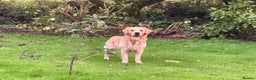 Golden Retriever dogs for stud: Dexx’s looking for a partner - Advert 6