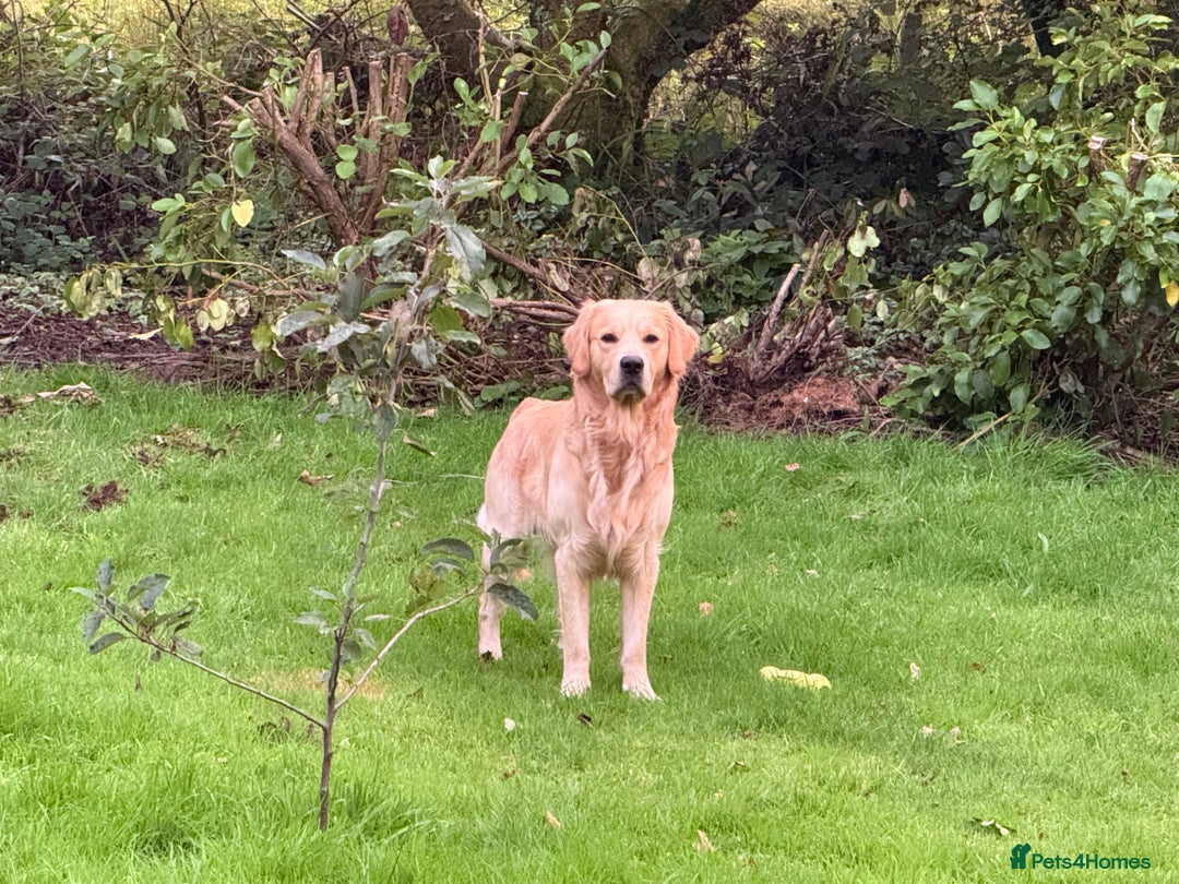 Golden Retriever dogs for stud: Dexx’s looking for a partner - Image 6