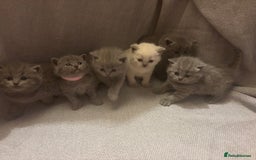 British Shorthair cats for sale: British Shorthair Kittens   - Image 1