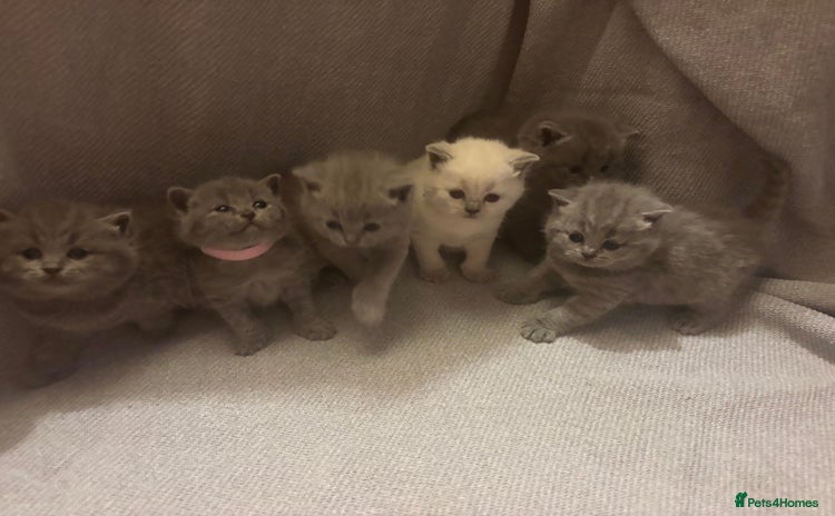 British Shorthair cats - Advert 5