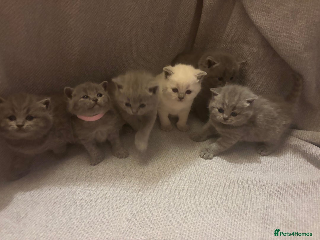 British Shorthair cats for sale: British Shorthair Kittens   - Image 1