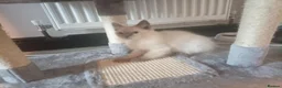 Ragdoll cats for sale: Pedigree Ragdoll kittens ready now  - Advert 6