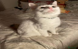 Mixed Breed cats for sale: Fluffy girl 😸 - Image 2
