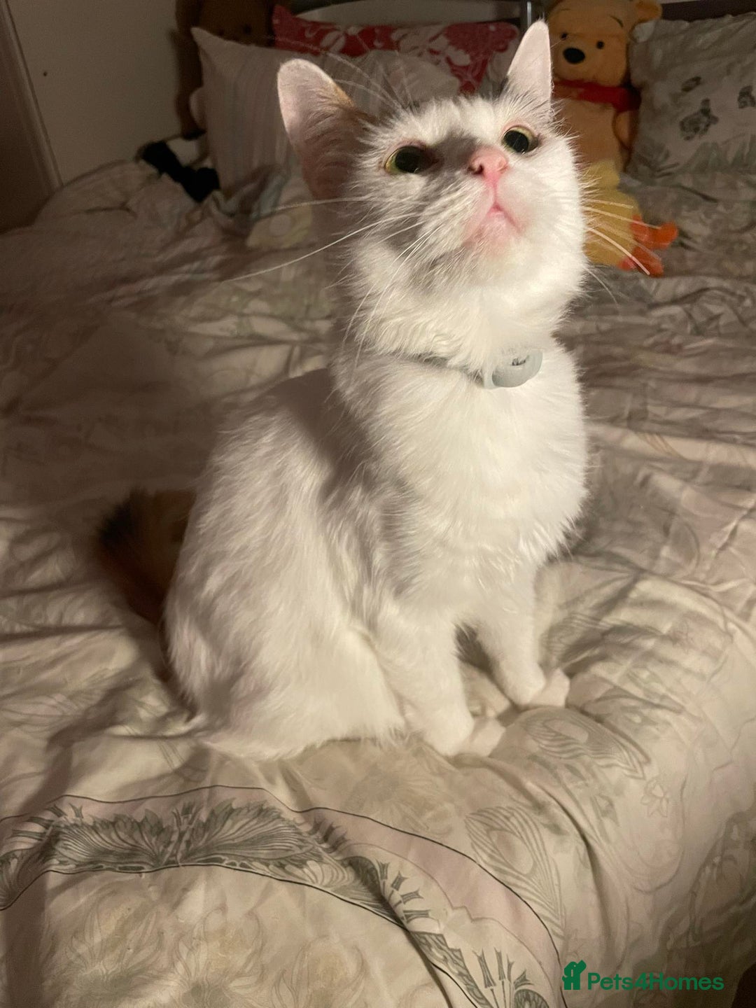 Mixed Breed cats for sale: Fluffy girl 😸 - Image 2