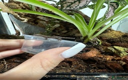 Gecko reptiles for sale: Mourning gecko babies - Image 2