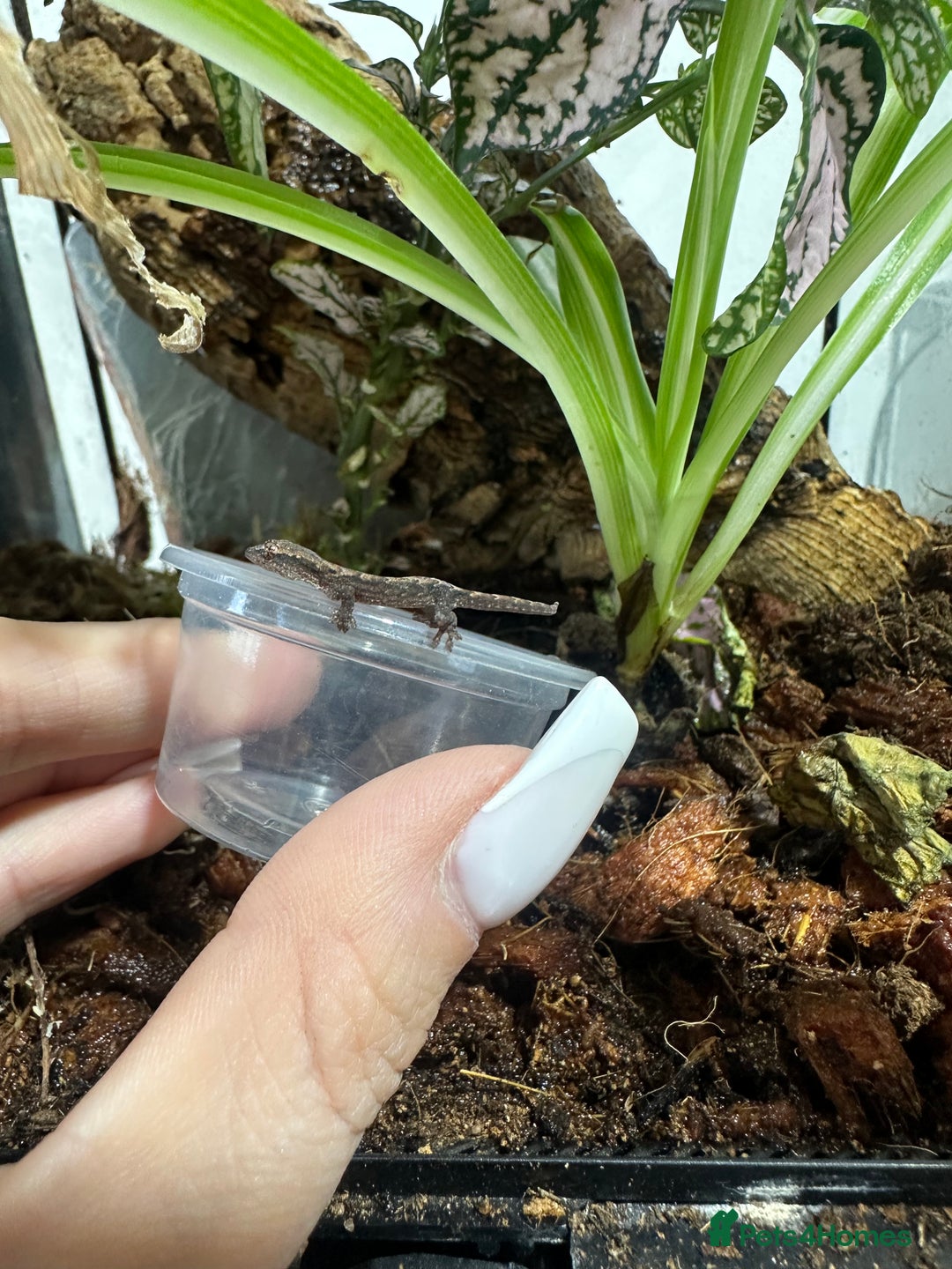 Gecko reptiles for sale: Mourning gecko babies - Image 2
