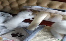 British Shorthair cats for sale: Scottish Fold and Straight kittens  - Image 31