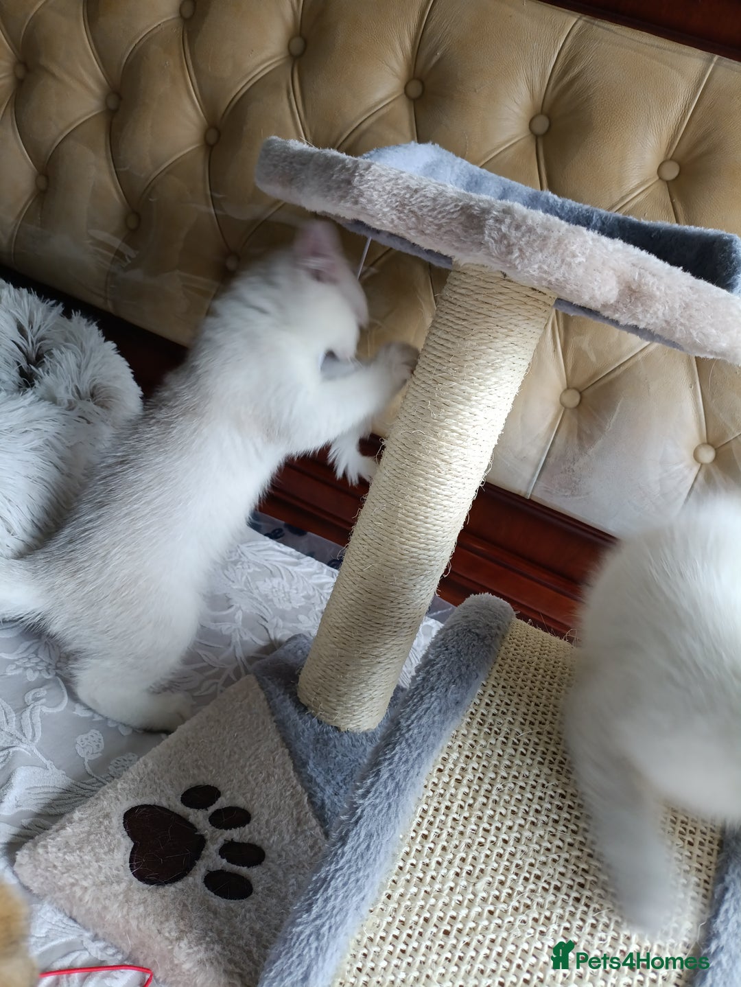 British Shorthair cats for sale: Scottish Fold and Straight kittens  - Image 31