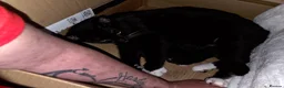 Mixed Breed cats for sale: Kittens for Sale in Bridlington - Advert 1