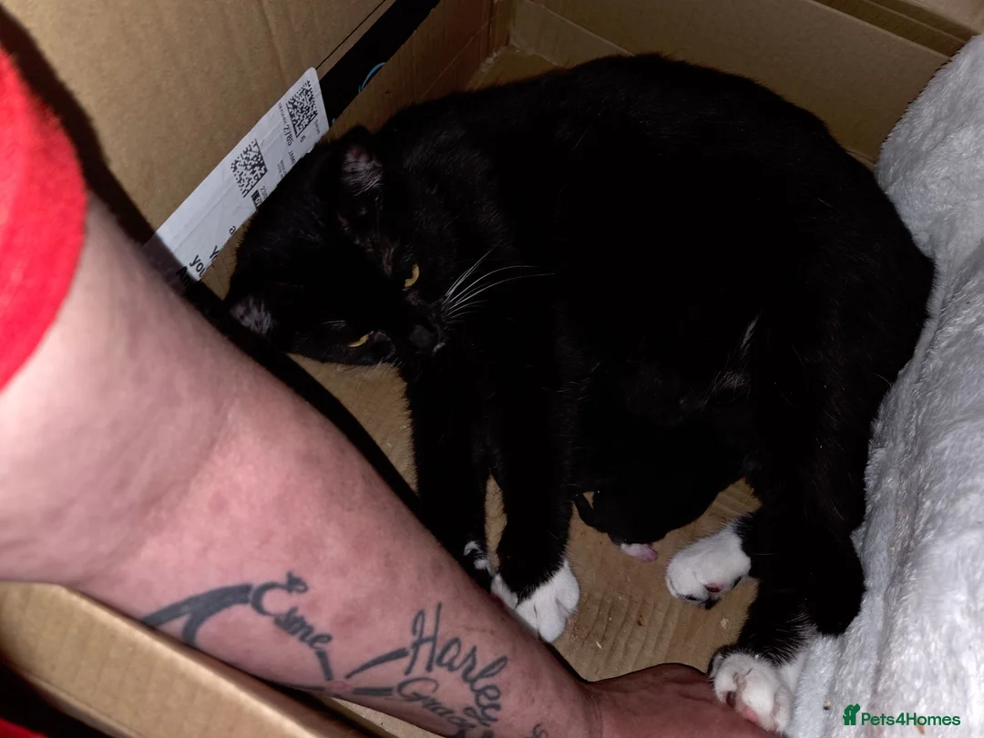 Mixed Breed cats for sale: Kittens for Sale in Bridlington - Advert 1