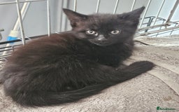 Maine Coon cats for sale: Beautiful black fluffy part maincoon kittens - Image 16