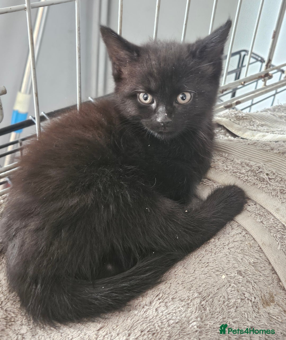 Maine Coon cats for sale: Beautiful black fluffy part maincoon kittens - Image 16