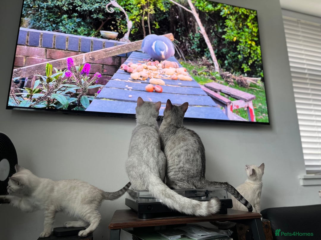 British Shorthair cats for sale: BRITISH SHORTHAIR KITTENS - Advert 2