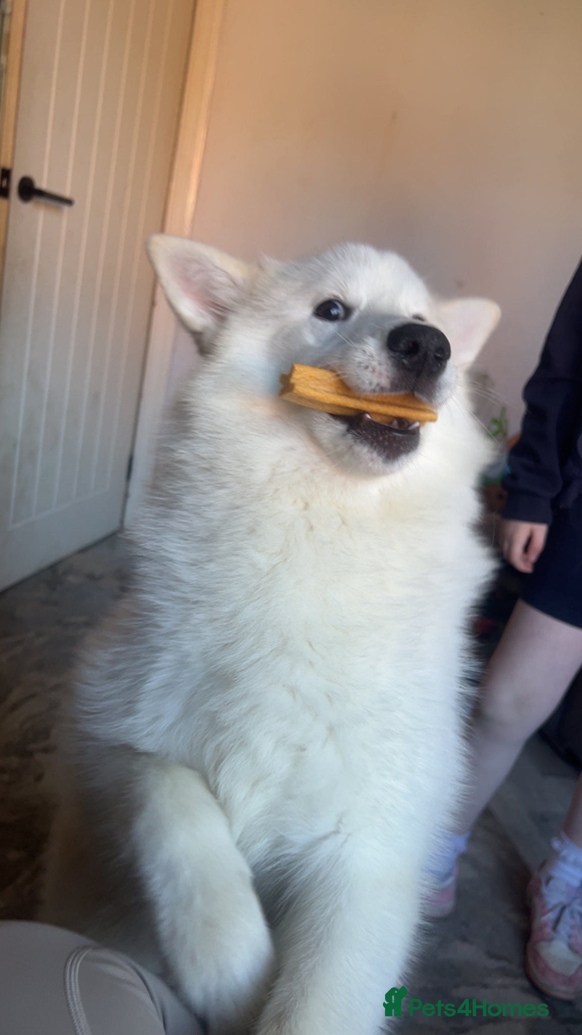 Pomsky dogs for sale: 8 month female pomski  - Advert 3
