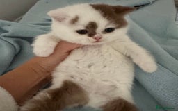 British Shorthair cats for sale: Chunky Red and White British Shorthair TICA - Image 13