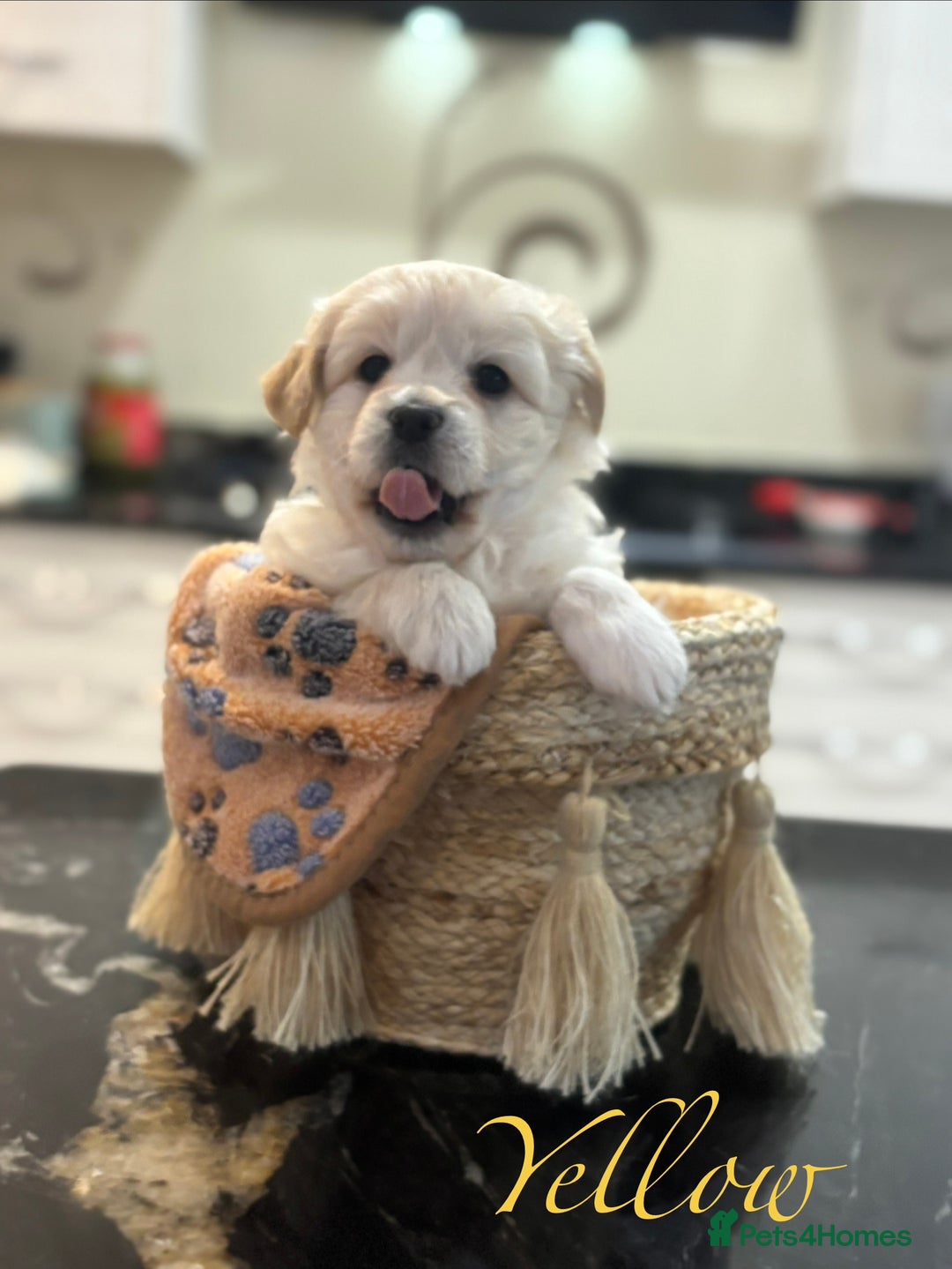 Mixed Breed dogs for sale: Peke-a-Chon puppies 🐶  - Image 5