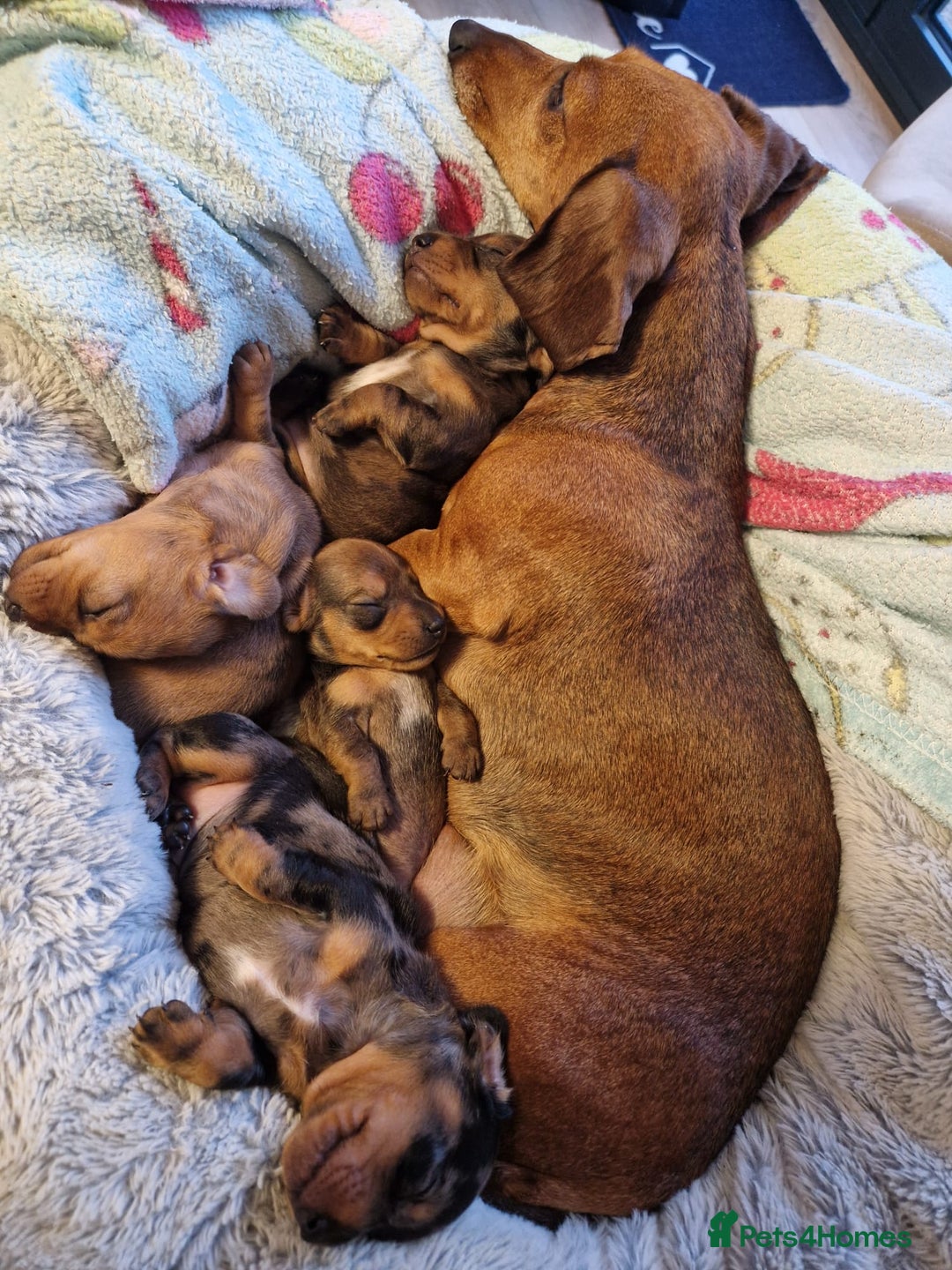 Miniature Dachshund dogs for sale: Miniature Dachshund Puppies – Short-Haired - £1000 - Image 9