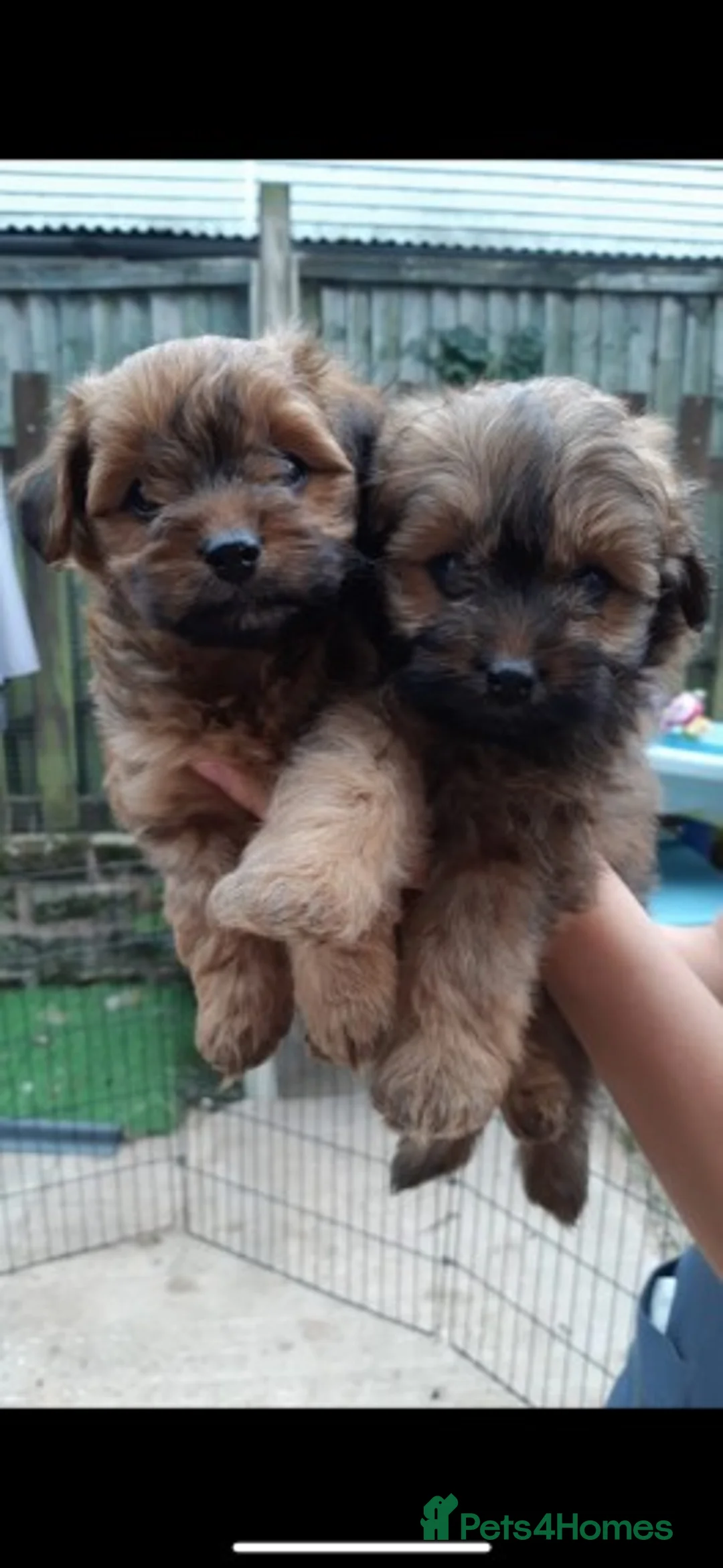 Toy Poodle dogs for stud: Extensively DNA Health Tested Deep Red Toy Poodle in Mansfield - Advert 16