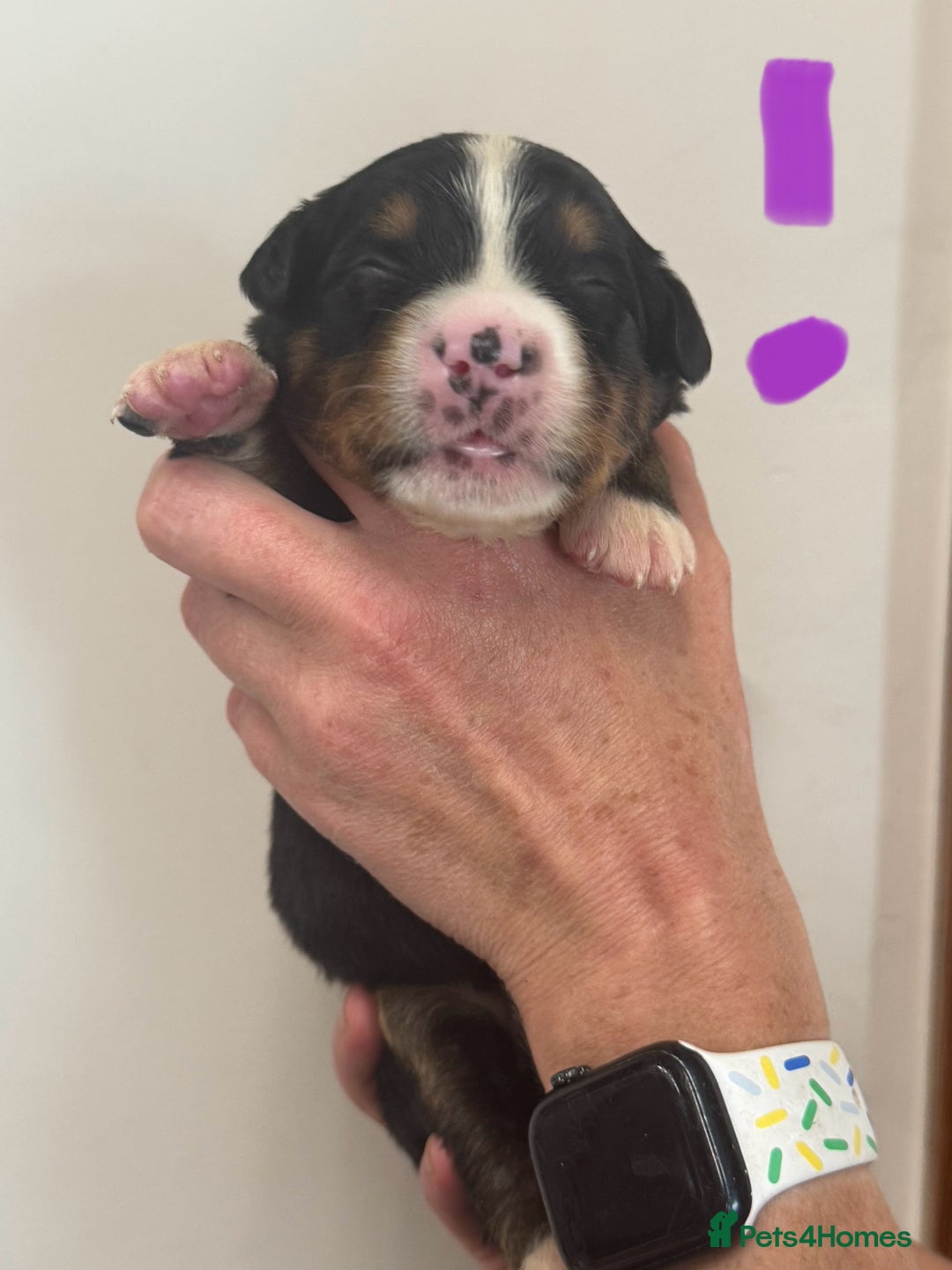 Mixed Breed dogs for sale: Labernese x Bernese mountain dog puppies  - Image 29