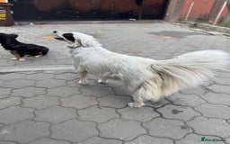 Mixed Breed dogs for adoption: Meet HANNAHH - a Lovely Girl for a Loving Home - Advert 18