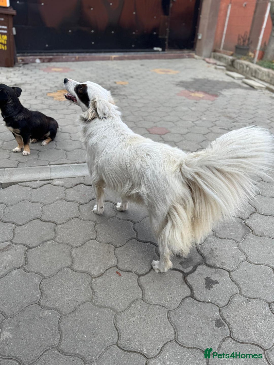 Mixed Breed dogs for adoption: Meet HANNAHH - a Lovely Girl for a Loving Home - Advert 18