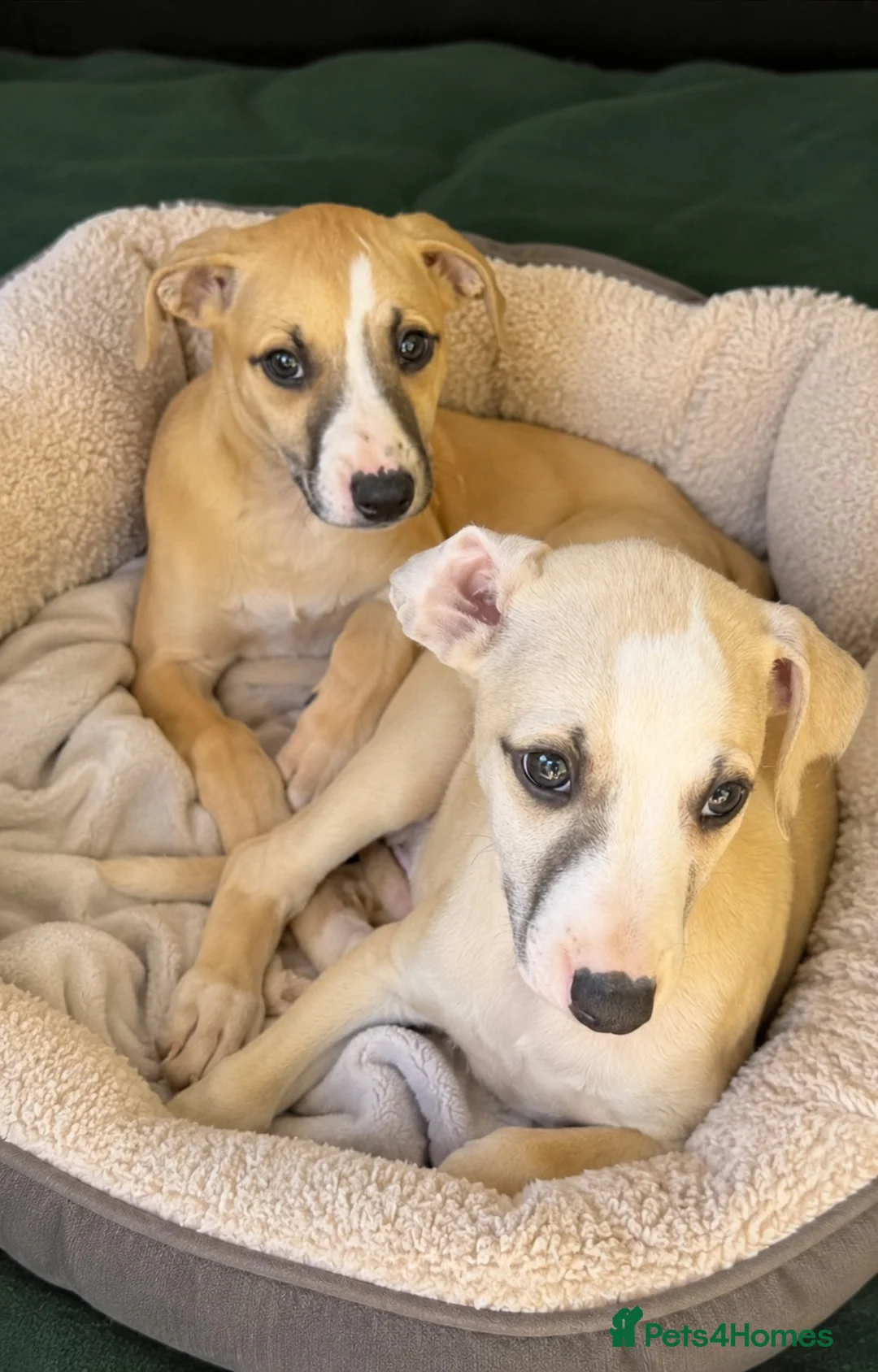 Whippet dogs for sale: READY TO GO - Healthy, well-bred, KC Whippet pups - Advert 2