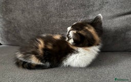 American Shorthair cats for sale: Smart stunning mixed colour kittens  - Image 23