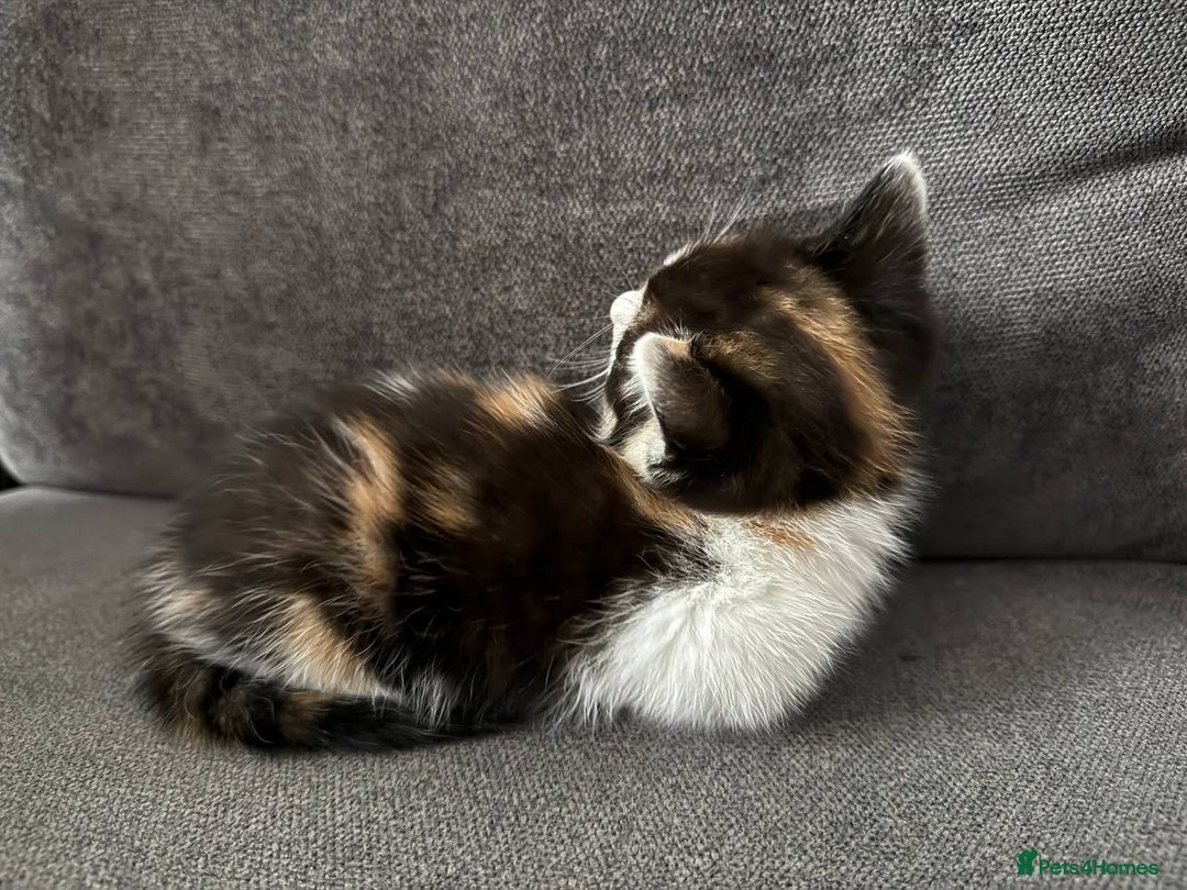 American Shorthair cats for sale: Smart stunning mixed colour kittens  - Image 23