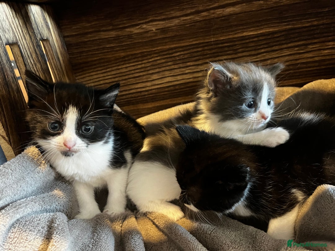 Mixed Breed cats for sale: Beautiful kittens - Image 7