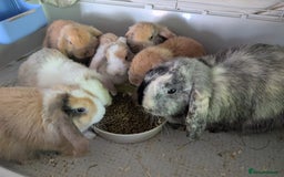 Mini Lop rabbits for sale: Beautiful mini lop babies ready for new homes - Image 1