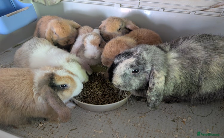 Mini Lop rabbits - Advert 2