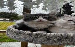 Ragcoon cats for sale: Beautiful ragcoon kittens - Image 23