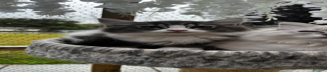 Ragcoon Kitten 7