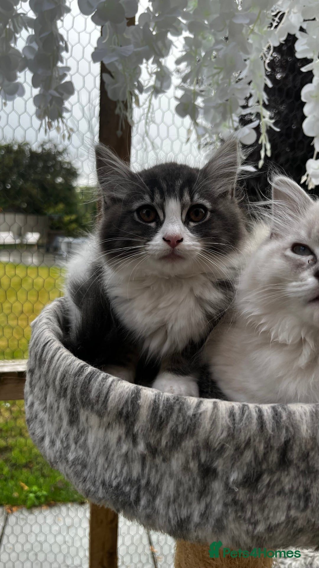 Ragcoon cats for sale: Beautiful ragcoon kittens - Image 23