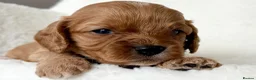 Cavapoo dogs for sale: Adorable miniature F1 red Cavapoo puppies  - Advert 10