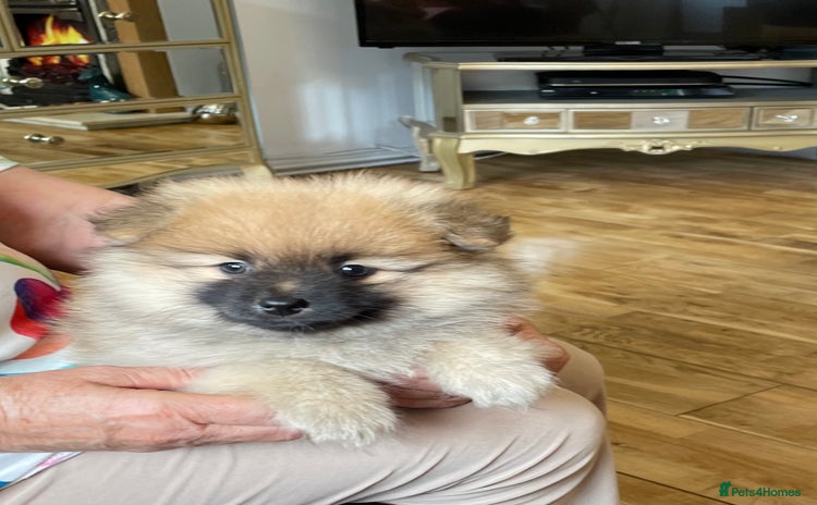 Pomeranian dogs - Advert 1