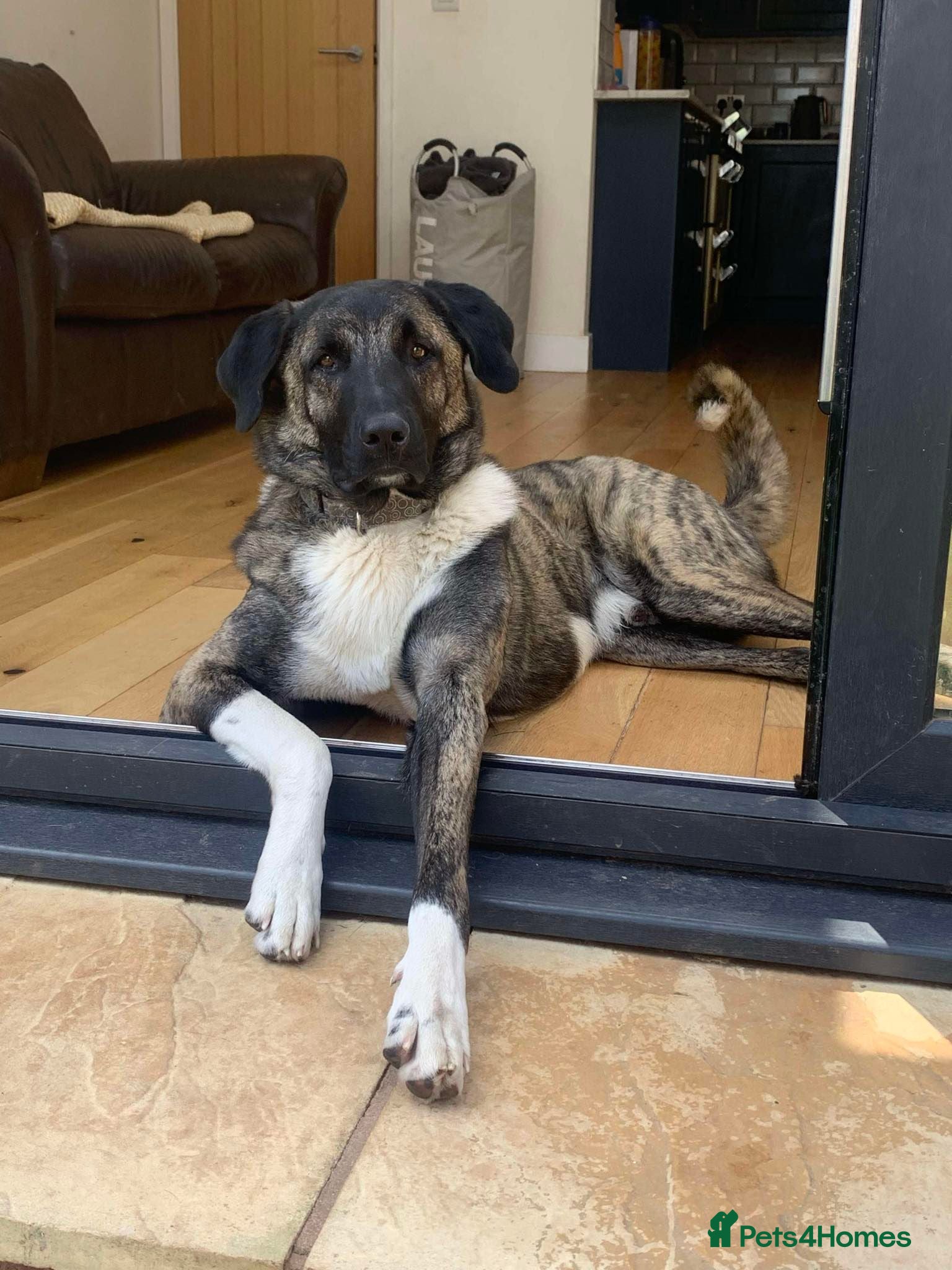 Mixed Breed dogs HANK - 4 year old, Anatolian Shpeherd Mix Boy - Advert 2