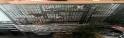 Budgerigars birds for sale: Three beautiful budgies!  - Advert 5