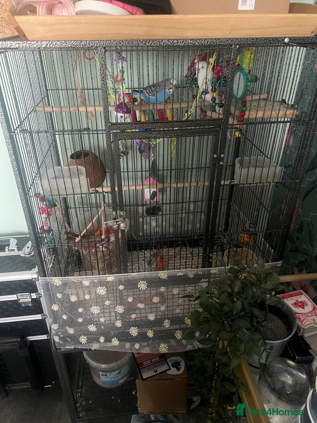 Budgerigars birds for sale: Three beautiful budgies!  - Advert 5
