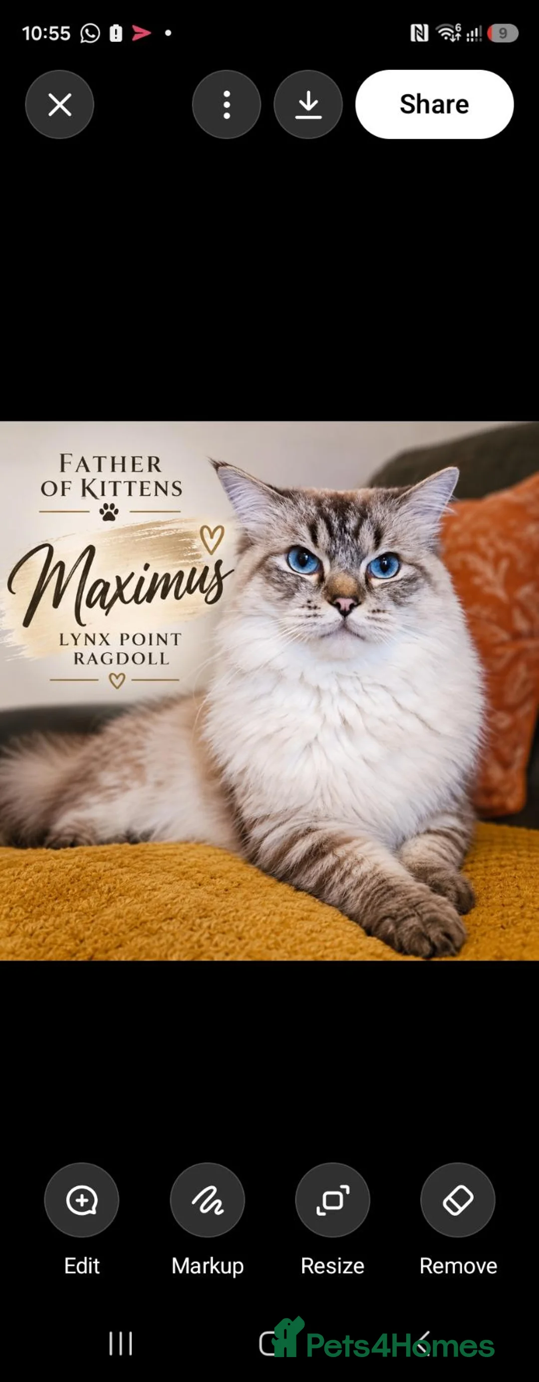 Ragdoll cats for sale: LOVELY BLUE EYED RAGDOLL KITTENS SEAL & LYNX POINT - Advert 2
